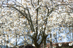 1_alnwick-gardens-carol-10-of-184
