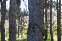 1_alnwick-gardens-carol-11-of-184
