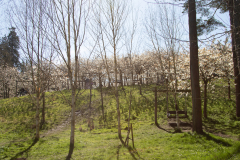1_alnwick-gardens-carol-14-of-184