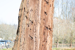 1_alnwick-gardens-carol-16-of-184