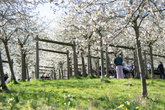 1_alnwick-gardens-carol-18-of-184