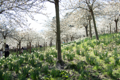 1_alnwick-gardens-carol-19-of-184