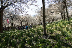 1_alnwick-gardens-carol-21-of-184