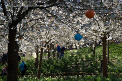 1_alnwick-gardens-carol-23-of-184