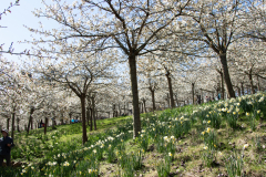 1_alnwick-gardens-carol-26-of-184