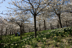 1_alnwick-gardens-carol-28-of-184
