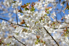 1_alnwick-gardens-carol-30-of-184