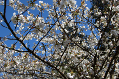1_alnwick-gardens-carol-35-of-184