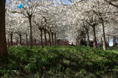 1_alnwick-gardens-carol-36-of-184