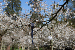 1_alnwick-gardens-carol-37-of-184