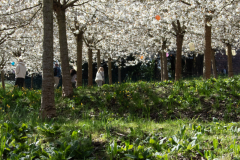1_alnwick-gardens-carol-38-of-184