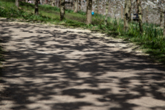 1_alnwick-gardens-carol-44-of-184