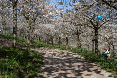 1_alnwick-gardens-carol-45-of-184