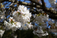 alnwick-gardens-carol-182-of-184