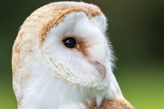 barn owl portrait