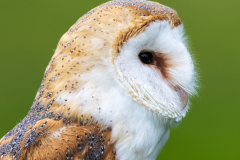 barn owl portrait
