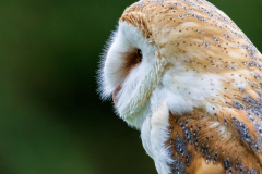 barn owl portrait