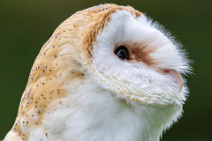 barn owl portrait