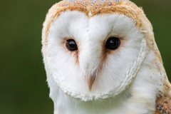 barn owl portrait