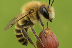 squash-bee