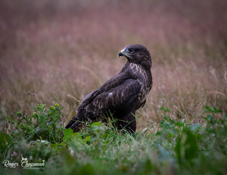 Buzzard
