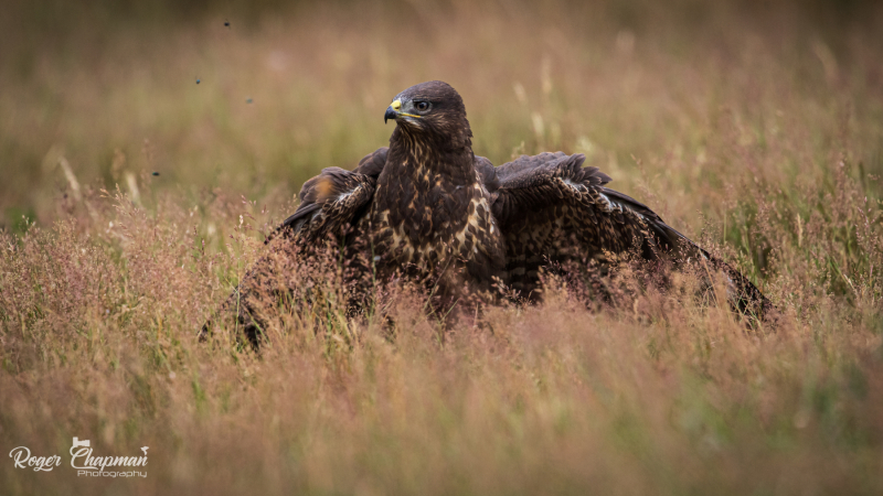 Buzzard