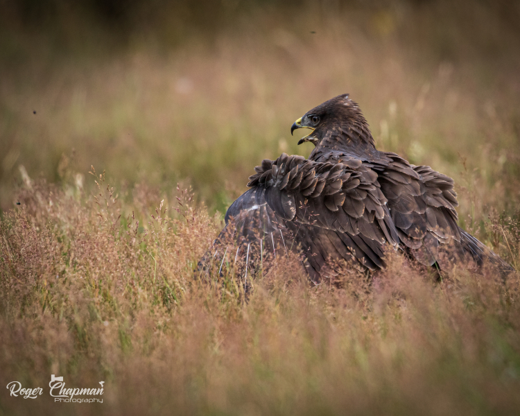 Buzzard