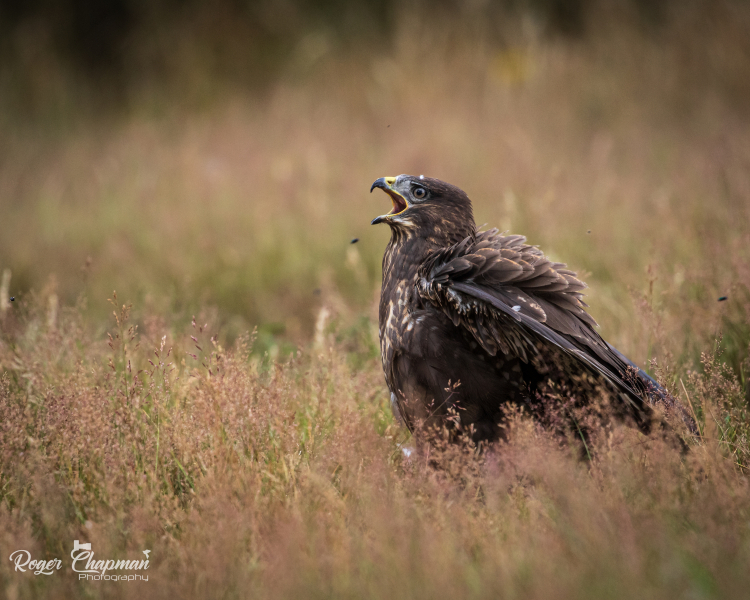 Buzzard