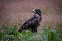 Buzzard