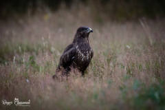 Buzzard