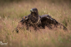 Buzzard