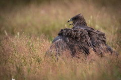 Buzzard