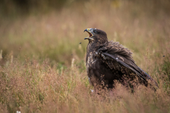 Buzzard
