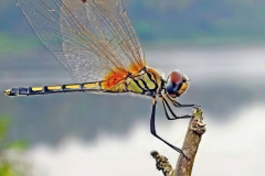 long legged marsh glider