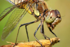 common-darter-dragonfly