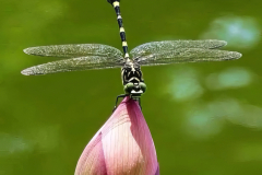 common-flangetail