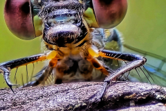 damselfly