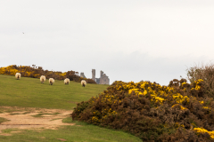 dunstanburgh-roger-4-of-28