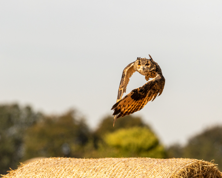 eagle-owl-1