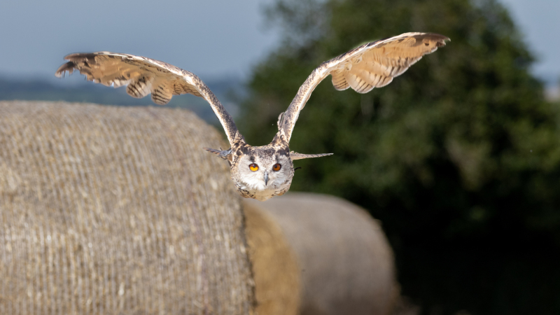 eagle-owl-3