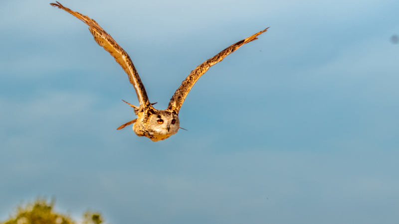 eagle-owl-4