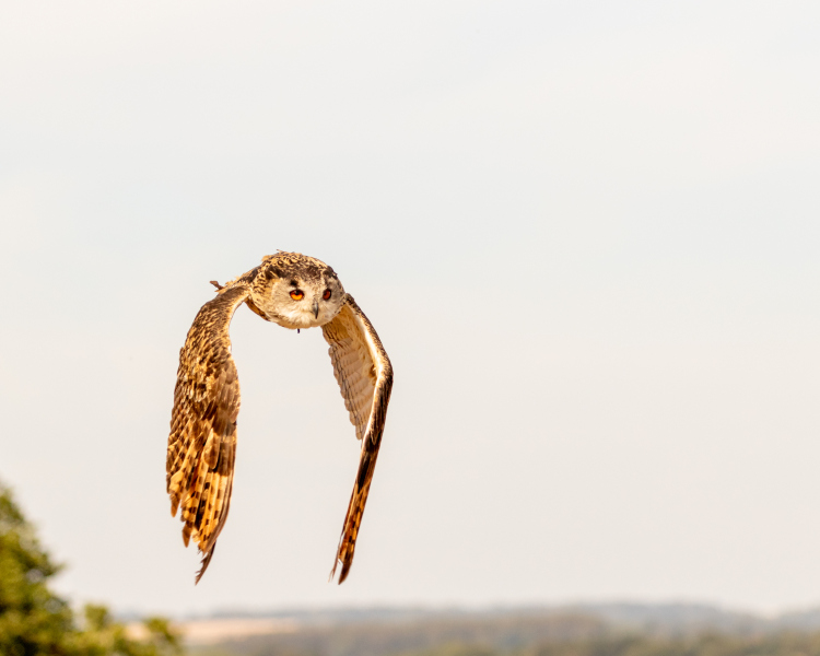eagle-owl-5