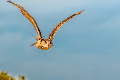 eagle-owl-4
