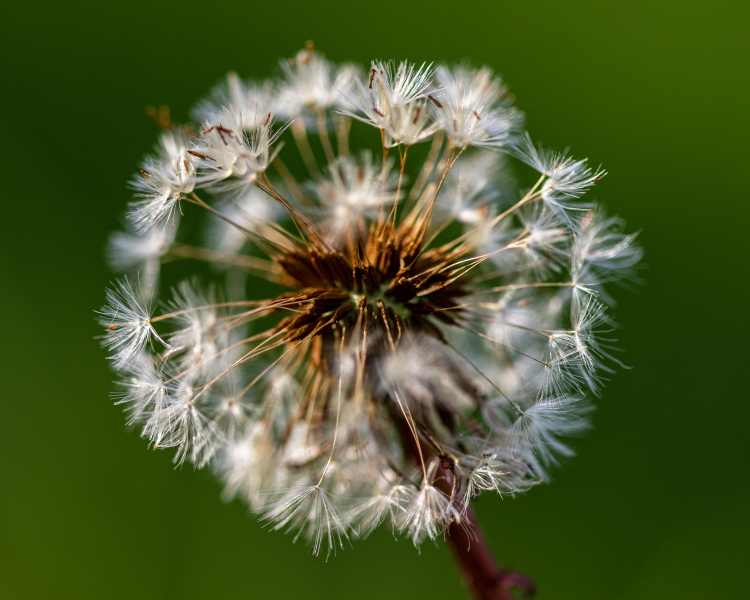 dandelion-2