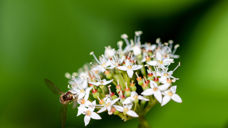 flower-3