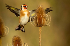 goldcrest-in-flight