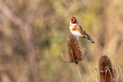 goldfinch-1