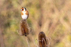 goldfinch-2