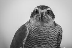 goshawk