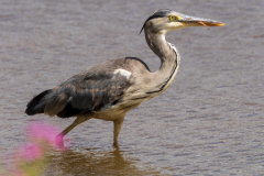 heron-6
